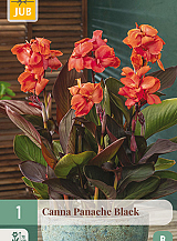 X   1 CANNA PANACHE BLACK