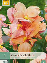X   1 CANNA PEACH BLUSH
