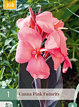 X   1 CANNA PINK FUTURITY