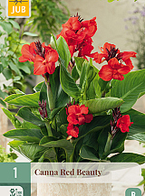 X   1 CANNA RED BEAUTY