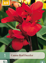X   1 CANNA RED DAZZLER