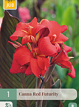 X 1 CANNA RED FUTURITY