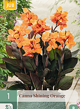 X   1 CANNA SHINING ORANGE
