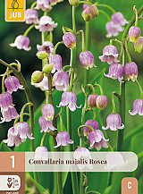 X 1 CONVALLARIA MAJALIS ROSEA
