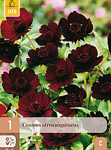 X 1 COSMOS ATROSANGUINEUS
