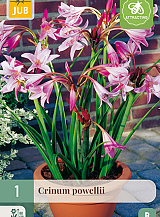 X   1 CRINUM POWELLII