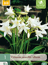 X   1 CRINUM POWELLII ALBUM