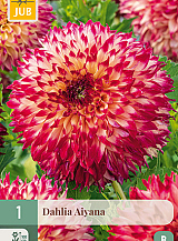 X 1 DAHLIA AIYANA