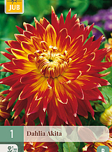 X 1 DAHLIA AKITA