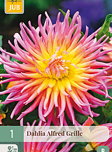 X 1 DAHLIA ALFRED GRILLE