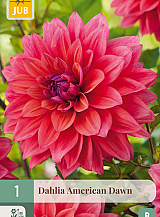 X 1 DAHLIA AMERICAN DAWN