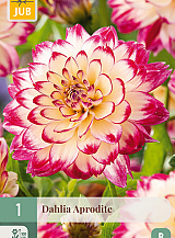 X 1 DAHLIA APHRODITE