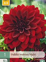 X 1 DAHLIA ARABIAN NIGHT
