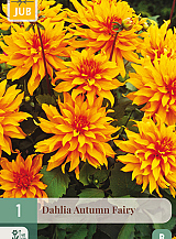 X 1 DAHLIA AUTUMN FAIRY