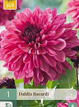X 1 DAHLIA BACARDI