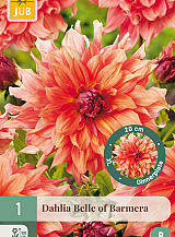 X 1 DAHLIA BELLE OF BARMERA