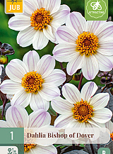 X 1 DAHLIA BISHOP OF DOVER