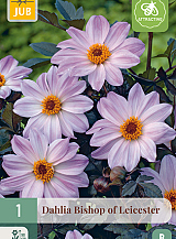 X 1 DAHLIA BISHOP OF LEICESTER