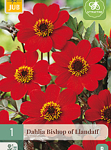 X 1 DAHLIA BISHOP OF LLANDAFF