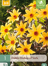 X 1 DAHLIA BISHOP OF YORK
