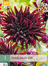 X 1 DAHLIA BLACK JACK
