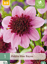 X 1 DAHLIA BLUE BAYOU