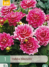 X 1 DAHLIA BLUESETTE