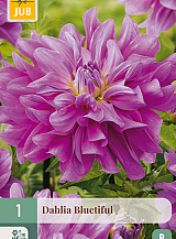 X 1 DAHLIA BLUETIFUL