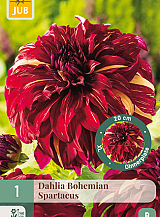 X 1 DAHLIA BOHEMIAN SPARTACUS