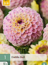 X 1 DAHLIA BOLT