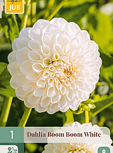 X 1 DAHLIA BOOM BOOM WHITE