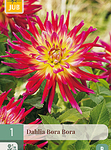 X 1 DAHLIA BORA BORA