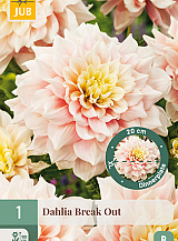 X 1 DAHLIA BREAK OUT