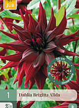 X 1 DAHLIA BRIGITTA ALIDA