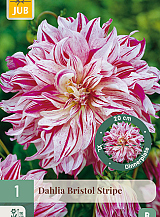 X 1 DAHLIA BRISTOL STRIPE