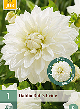X 1 DAHLIA BULLS PRIDE