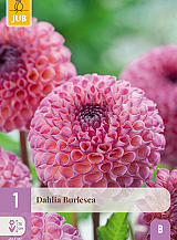 X 1 DAHLIA BURLESCA