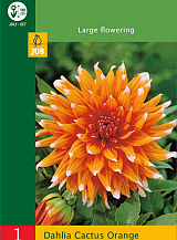 X 1 DAHLIA CACTUS ORANGE