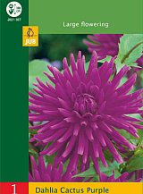 X 1 DAHLIA CACTUS PURPLE