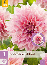 X 1 DAHLIA CAFE AU LAIT ROYAL