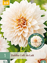 X 1 DAHLIA CAFÉ AU LAIT