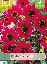 X 1 DAHLIA CHERRY RED