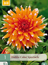 X 1 DAHLIA COLOR SPECTACLE