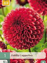 X 1 DAHLIA COPPERBOY