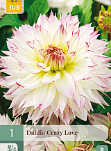 X 1 DAHLIA CRAZY LOVE