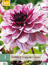 X 1 DAHLIA CREME DE CASSIS