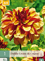 X 1 DAHLIA CREME DE COGNAC