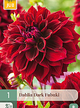 X 1 DAHLIA DARK FUBUKI