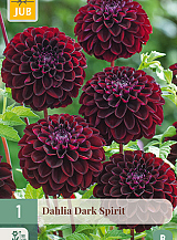 X 1 DAHLIA DARK SPIRIT
