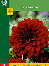 X 1 DAHLIA DECORATIVE DARK RED